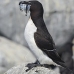 razorbill_msi_v_2758_can2145.jpg